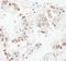 FACT complex subunit SSRP1 antibody, A303-067A, Bethyl Labs, Immunohistochemistry frozen image 
