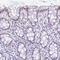 DEAH-Box Helicase 15 antibody, HPA047047, Atlas Antibodies, Immunohistochemistry frozen image 