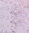 Myelin Protein Zero antibody, orb11092, Biorbyt, Immunohistochemistry paraffin image 