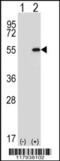 DDX39A antibody, 62-920, ProSci, Western Blot image 