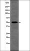 Presenilin 2 antibody, orb335761, Biorbyt, Western Blot image 