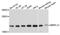 Mitochondrial Ribosomal Protein L13 antibody, A5979, ABclonal Technology, Western Blot image 