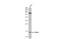 Phosphodiesterase 6D antibody, GTX109240, GeneTex, Western Blot image 