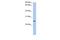 Neurensin 2 antibody, PA5-43451, Invitrogen Antibodies, Western Blot image 