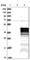 Deleted In Azoospermia Like antibody, HPA019777, Atlas Antibodies, Western Blot image 