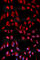 Hydroxysteroid 17-Beta Dehydrogenase 10 antibody, A5448, ABclonal Technology, Immunofluorescence image 