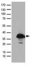 Single-strand selective monofunctional uracil DNA glycosylase antibody, TA890024, Origene, Western Blot image 