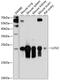 Lipocalin 2 antibody, 18-978, ProSci, Western Blot image 