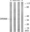 Olfactory Receptor Family 5 Subfamily M Member 9 antibody, abx015445, Abbexa, Western Blot image 
