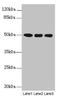 Molybdenum Cofactor Synthesis 3 antibody, LS-C676061, Lifespan Biosciences, Western Blot image 