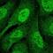 DNA Polymerase Delta 1, Catalytic Subunit antibody, NBP2-33466, Novus Biologicals, Immunofluorescence image 