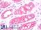 Golgi Phosphoprotein 3 antibody, LS-B10878, Lifespan Biosciences, Immunohistochemistry frozen image 