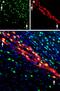 Cerebral Dopamine Neurotrophic Factor antibody, PA5-77542, Invitrogen Antibodies, Immunohistochemistry paraffin image 