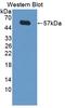 Lipopolysaccharide Binding Protein antibody, LS-C372726, Lifespan Biosciences, Western Blot image 