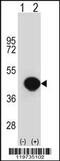 Biglycan antibody, MBS9211872, MyBioSource, Western Blot image 
