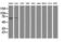 SAM And HD Domain Containing Deoxynucleoside Triphosphate Triphosphohydrolase 1 antibody, LS-C785352, Lifespan Biosciences, Western Blot image 