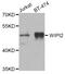 WD Repeat Domain, Phosphoinositide Interacting 2 antibody, abx007018, Abbexa, Western Blot image 