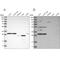 SCO Cytochrome C Oxidase Assembly Protein 1 antibody, NBP1-87073, Novus Biologicals, Western Blot image 