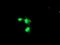 Negative Regulator Of Ubiquitin Like Proteins 1 antibody, MA5-26392, Invitrogen Antibodies, Immunocytochemistry image 