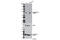 Neurofibromin 2 antibody, 13281S, Cell Signaling Technology, Western Blot image 