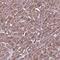Cytosolic phospholipase A2 gamma antibody, PA5-60231, Invitrogen Antibodies, Immunohistochemistry frozen image 