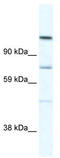 Rap Associating With DIL Domain antibody, TA329628, Origene, Western Blot image 