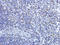 Complement C5 antibody, orb308733, Biorbyt, Immunohistochemistry paraffin image 