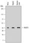 Nudix Hydrolase 5 antibody, MAB6414, R&D Systems, Western Blot image 