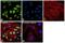 Lysine Acetyltransferase 5 antibody, PA5-34548, Invitrogen Antibodies, Immunofluorescence image 
