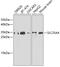 Solute Carrier Family 25 Member 4 antibody, 18-362, ProSci, Western Blot image 
