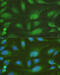 Non-Homologous End Joining Factor 1 antibody, 19-514, ProSci, Immunofluorescence image 