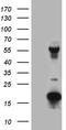 TRNA Methyltransferase 12 Homolog antibody, LS-C795002, Lifespan Biosciences, Western Blot image 