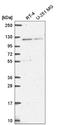 HECT And RLD Domain Containing E3 Ubiquitin Protein Ligase 4 antibody, NBP2-56037, Novus Biologicals, Western Blot image 