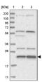 Mediator Complex Subunit 28 antibody, PA5-57455, Invitrogen Antibodies, Western Blot image 