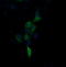 Fibronectin Type III Domain Containing 4 antibody, LS-C174341, Lifespan Biosciences, Immunofluorescence image 