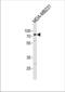 Tripartite Motif Containing 25 antibody, TA324607, Origene, Western Blot image 