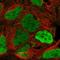 Lysine Demethylase 5C antibody, HPA038244, Atlas Antibodies, Immunofluorescence image 