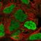 Lysine-specific demethylase 5C antibody, HPA038244, Atlas Antibodies, Immunofluorescence image 