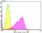 Bromodomain Adjacent To Zinc Finger Domain 1B antibody, NBP2-76878, Novus Biologicals, Flow Cytometry image 