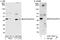Eukaryotic Translation Initiation Factor 3 Subunit H antibody, A301-754A, Bethyl Labs, Immunoprecipitation image 