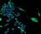 Translocator protein antibody, NBP2-67293, Novus Biologicals, Immunofluorescence image 