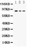 Ataxin 1 antibody, PB9422, Boster Biological Technology, Western Blot image 