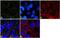 Caveolin 2 antibody, PA1-060, Invitrogen Antibodies, Immunofluorescence image 