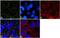 Caveolin-2 antibody, PA1-060, Invitrogen Antibodies, Immunofluorescence image 