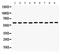 Monoamine Oxidase B antibody, PA5-79624, Invitrogen Antibodies, Western Blot image 