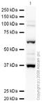 RUNX Family Transcription Factor 2 antibody, ab23981, Abcam, Western Blot image 