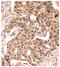 Paxillin antibody, LS-C335824, Lifespan Biosciences, Immunohistochemistry frozen image 