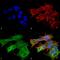 Versican antibody, MA5-27638, Invitrogen Antibodies, Immunofluorescence image 