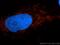 Translocase Of Inner Mitochondrial Membrane 44 antibody, 13859-1-AP, Proteintech Group, Immunofluorescence image 