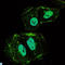 Osteoprotegerin antibody, LS-C812724, Lifespan Biosciences, Immunofluorescence image 